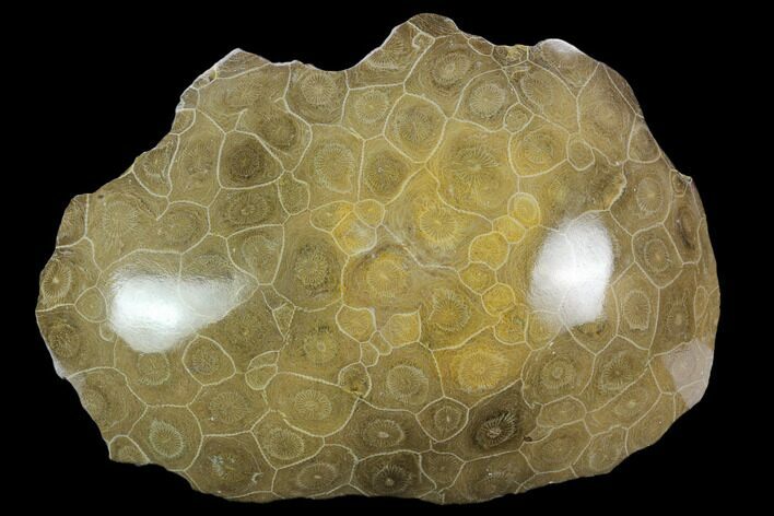 Polished Fossil Coral (Actinocyathus) Head - Morocco #128178